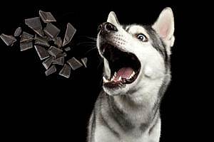 Почему шоколад вреден для собак?