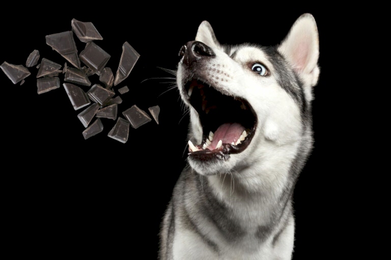 Почему шоколад вреден для собак?