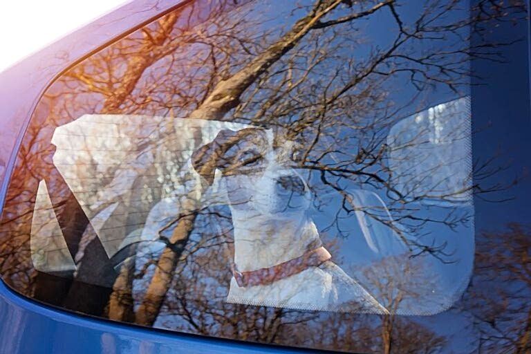 Собаки в машине, когда жарко